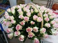 Купить изумительные розы спб цветочная база.